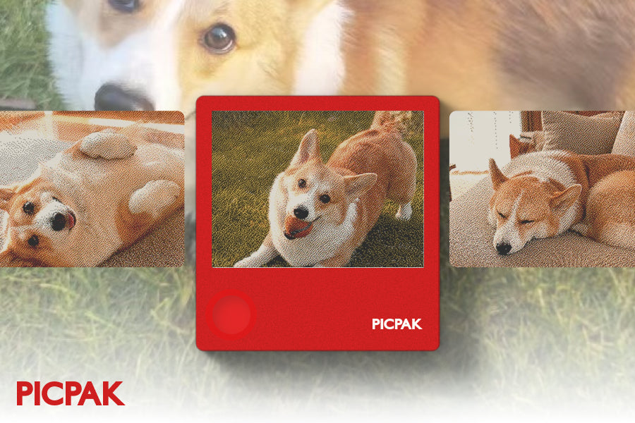 Dog Photo Gifts for the Person Whose Camera Roll Belongs to Their Dog