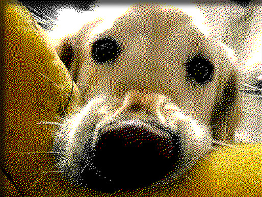 A close-up portrait of a light cream or golden dog lying on a yellow cushion, with a heavily stylized, grainy, high-contrast filter applied to the entire image.
